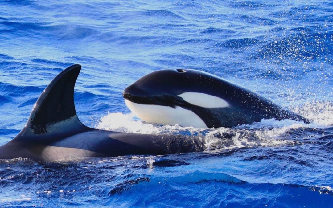 South west wineries, Forests and White sand beaches  